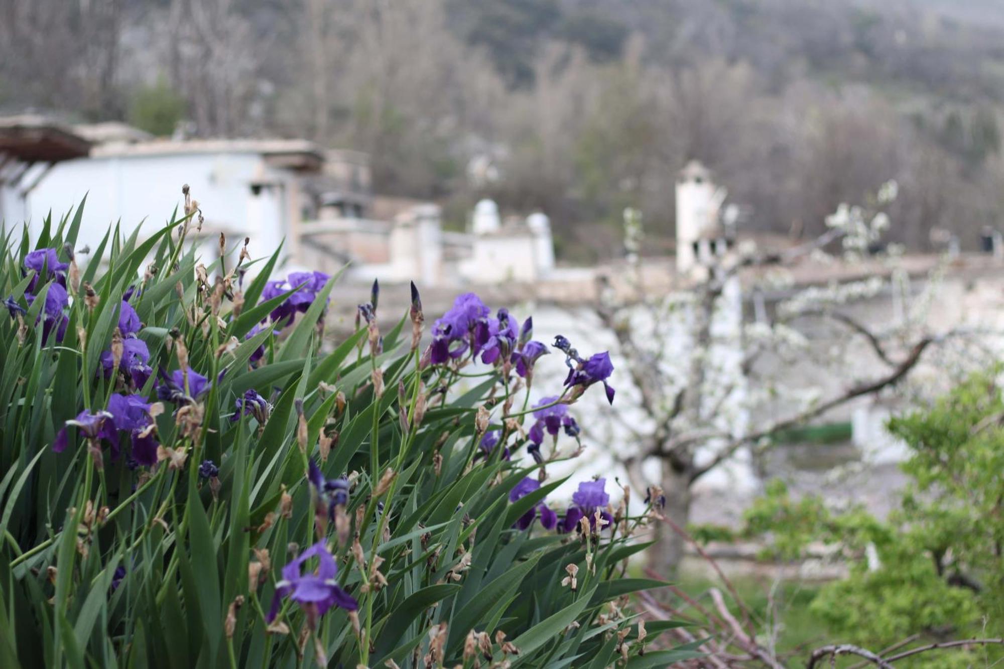 AtalbeitarCasa Violeta别墅 外观 照片
